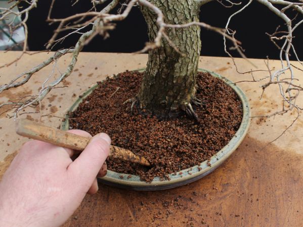 bonsai root bamboo